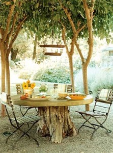 old-tree-stumps-in-garden